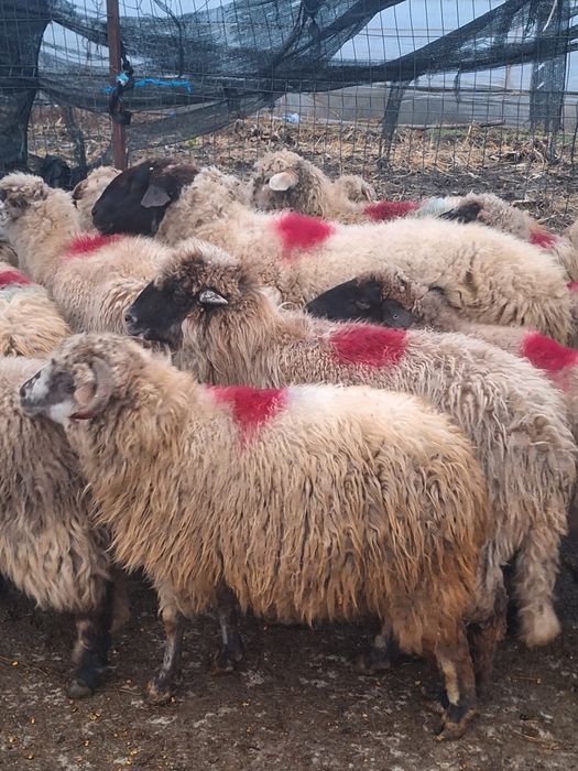 Vând 20 de oi grase