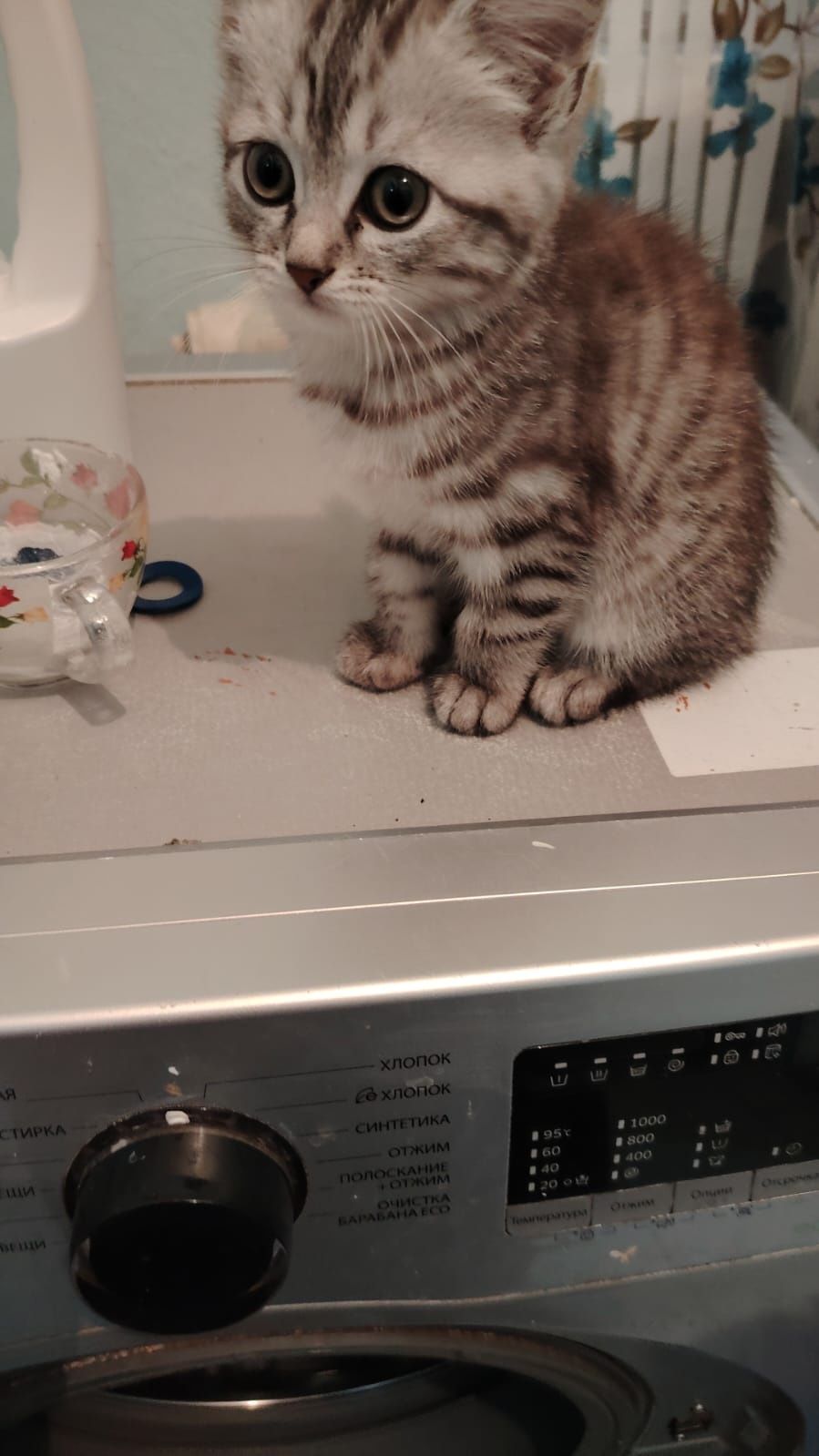 Отдам котенка бесплатно