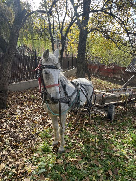 Cal de vanzare de padure sau pentru un om batran