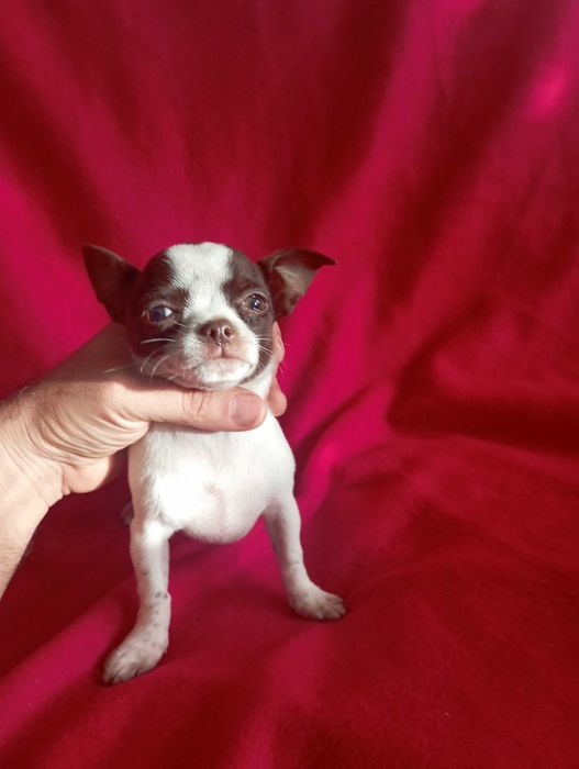 Чихуахуа шоко линия