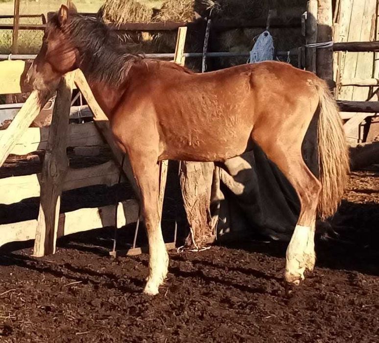 Продам  полторашка -  Жеребчик.