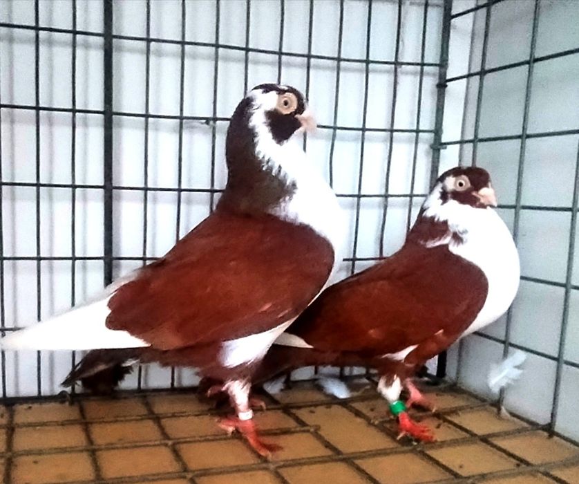 jucatori de galati cu joc și zbor