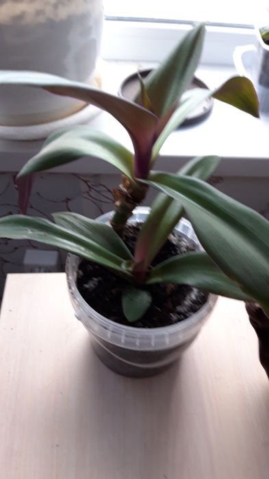 Фиолетовый  Рео комнатное растение