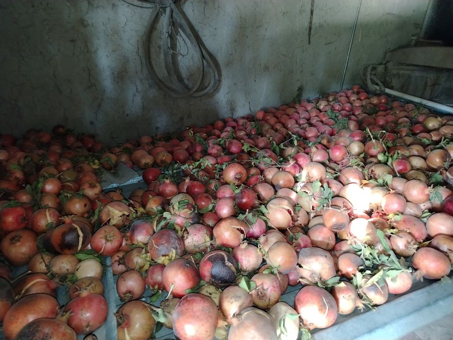 Anor sotiladi shirin nordon