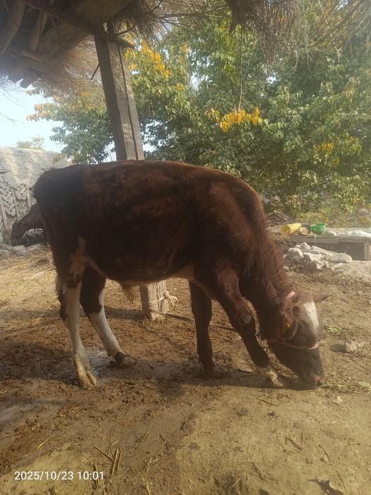 1 yoshar boqiladigan mol