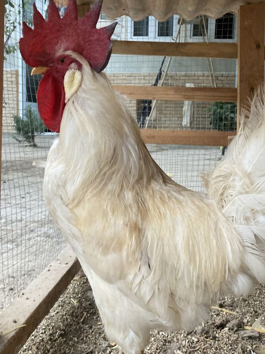 Loman braun xoroz sotiladi