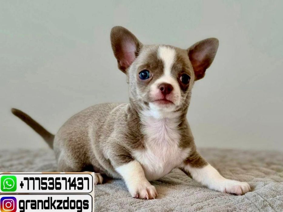 Чихуахуа приучены.