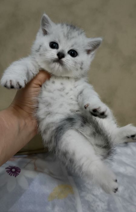 Продаётся чистокровный шотландский котёнок скотиш-страйт