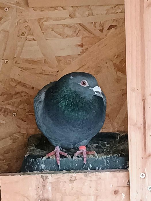 Vând porumbei poștași