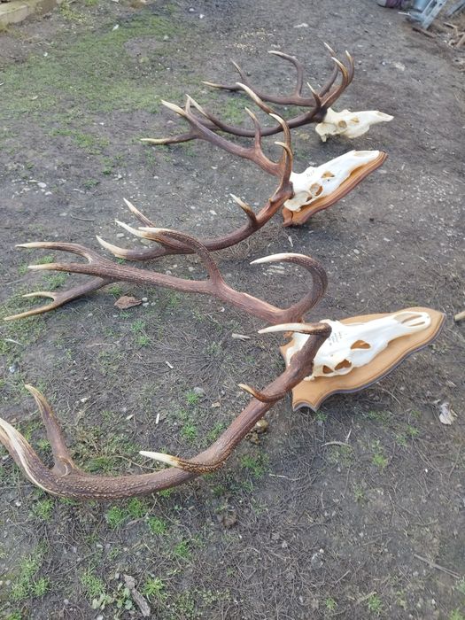 Trofee de cerb frumoase 1500 lei bucata