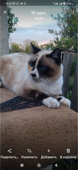 Стерилизованная кошечка ищет дом