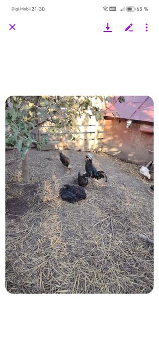 De vânzare familie motata olandeza 3+1 și o familie de paduane 2+1