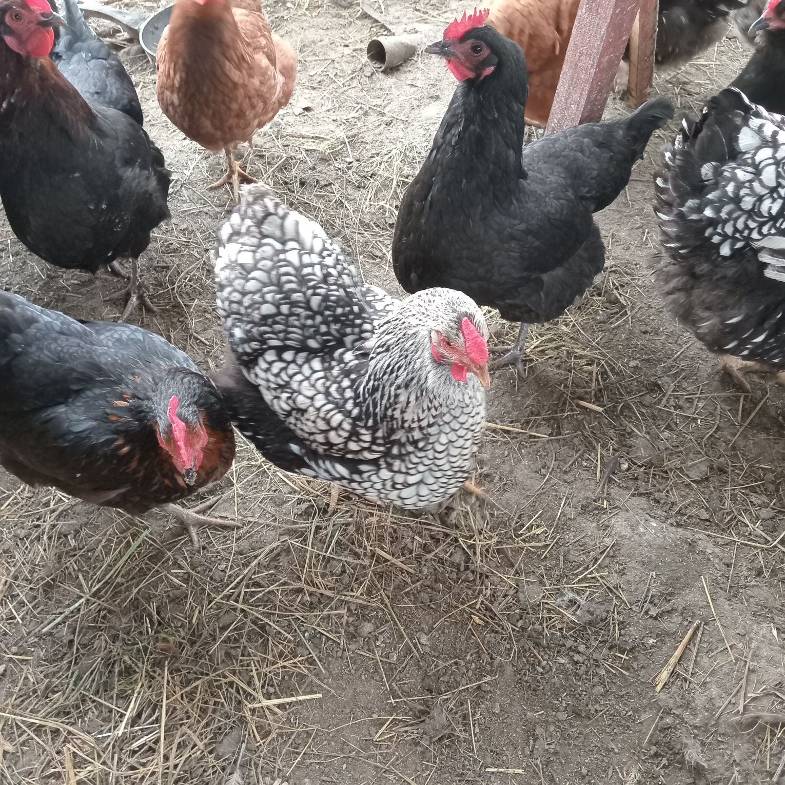 Gaini 70lei i bucata