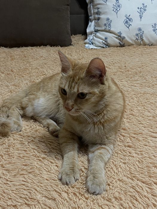 Отдам ласковую кошечку