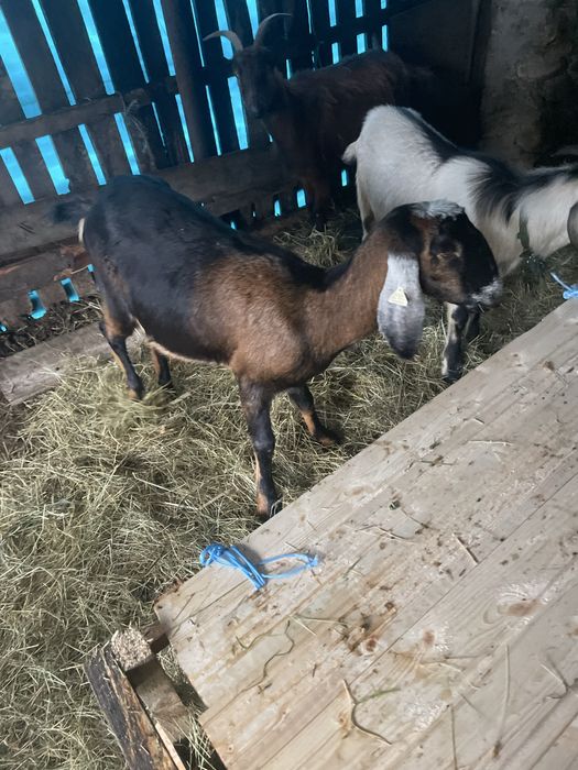 Vand ce se vede in poza