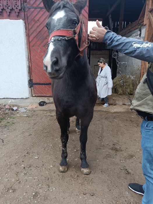 Vând o vițică de 7 luni și o mânză de 1 an și 4 lunii