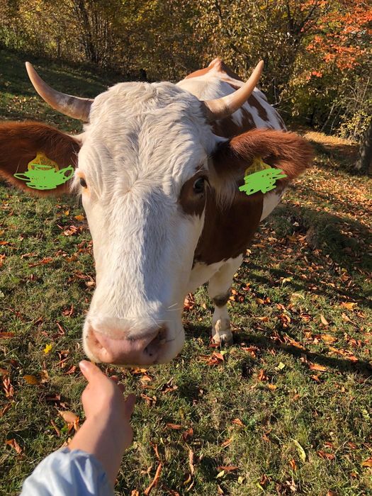 Vacă gestantă in luna a 8-a cu al treilea vițel .