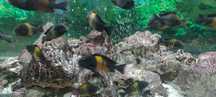 Tropheus black bemba , Tropheus brichardi malangarasi