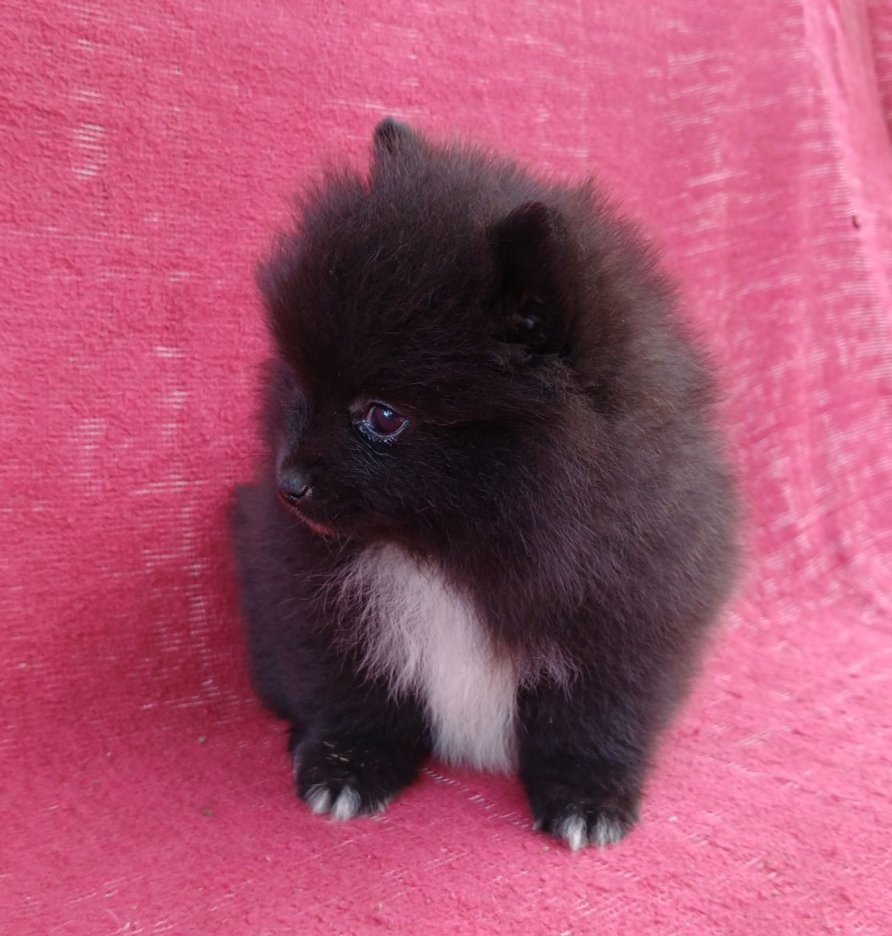 Asigur transport !!! Pui Pomeranian mascul cu certificat Pedigree !!!