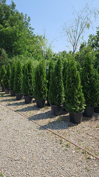 Tuia smaragd calitate extra