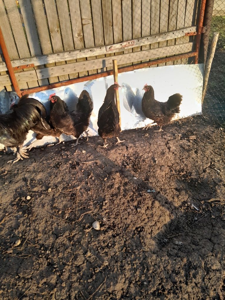 Vând familie de australorp