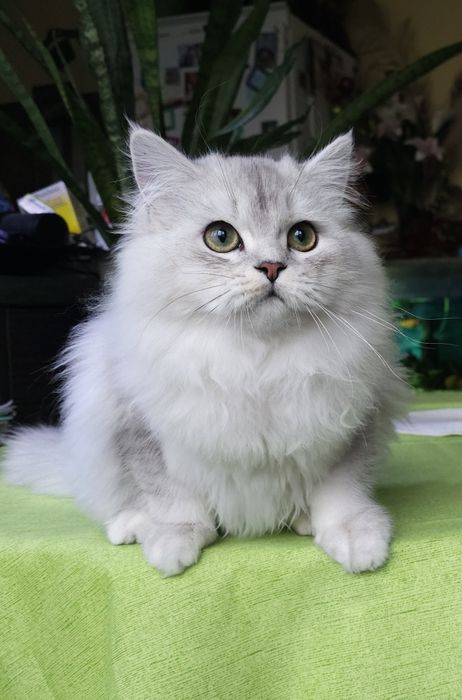 Британски дългокосмести котенца