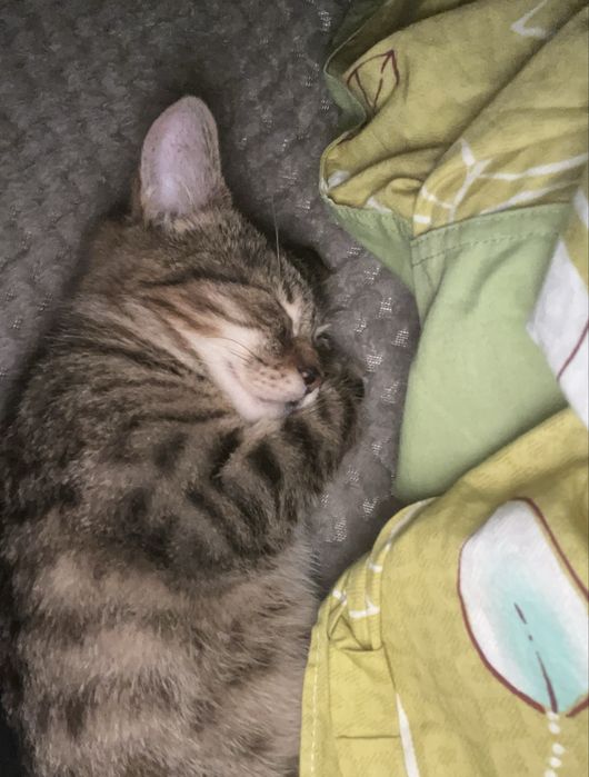 Donez pisoi, e baiat