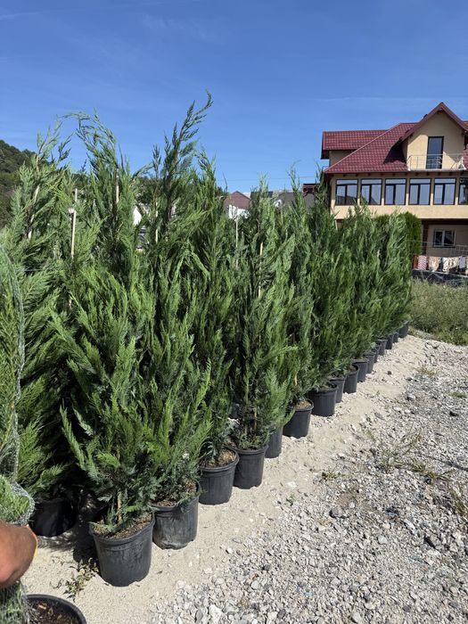 Vand leylandi calitate extra diferite dimensiuni