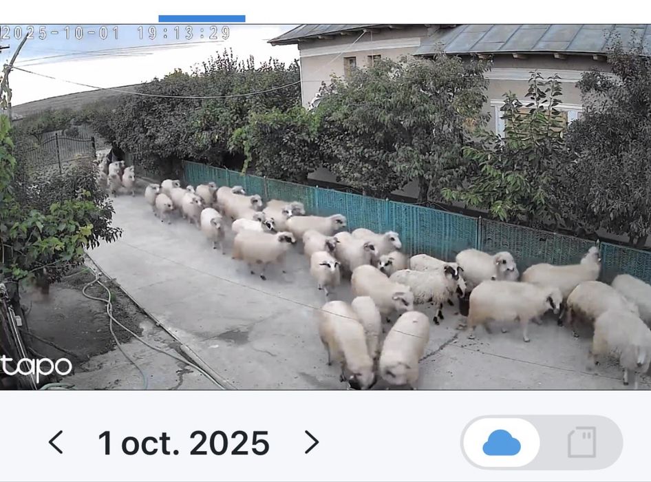 Oi de vanzare rasa turcane in Scornicesti str. Bircii