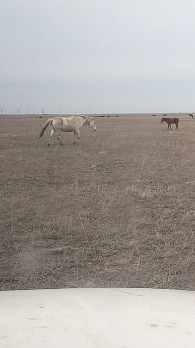 Продам лошадей кобылу и жеребенка