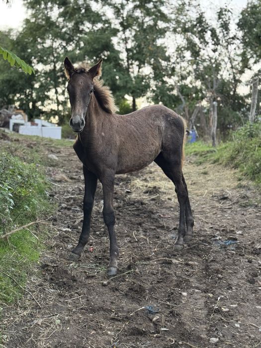 De vanzare ! Iapa lipițană cu tot cu mănză