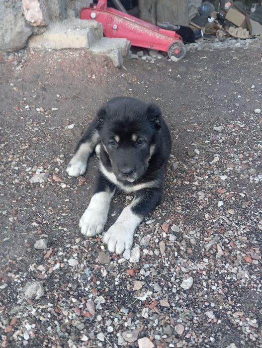 Алабай щенки САО