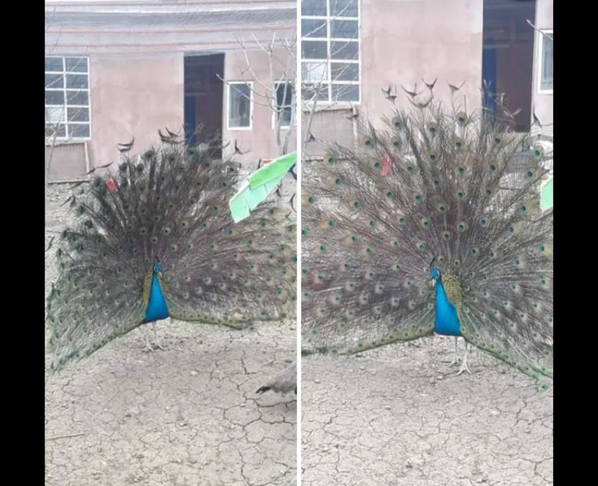 Vând păuni  albastru