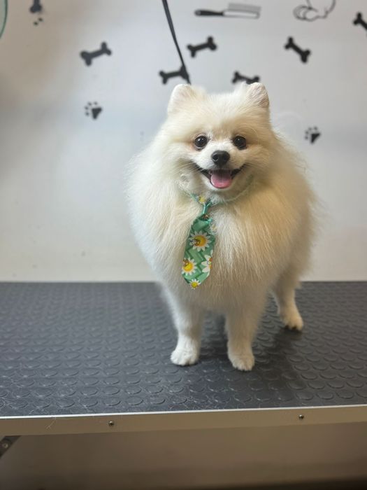 Продается Собака