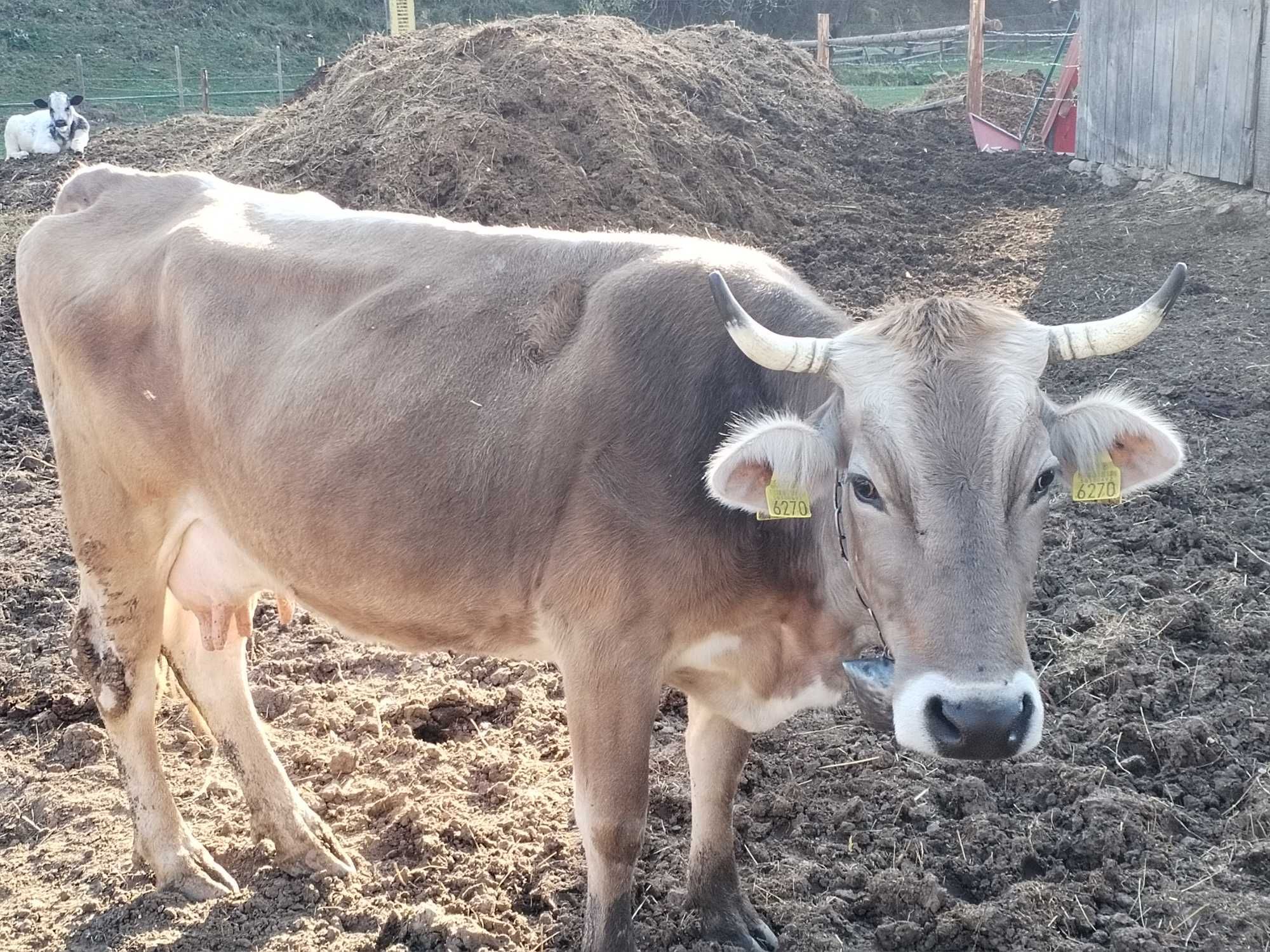 Vaca bruna cu al patrulea vitel