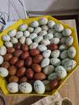 Oua ptr incubat araucana ,marans ,mii de flori ,gaste africane