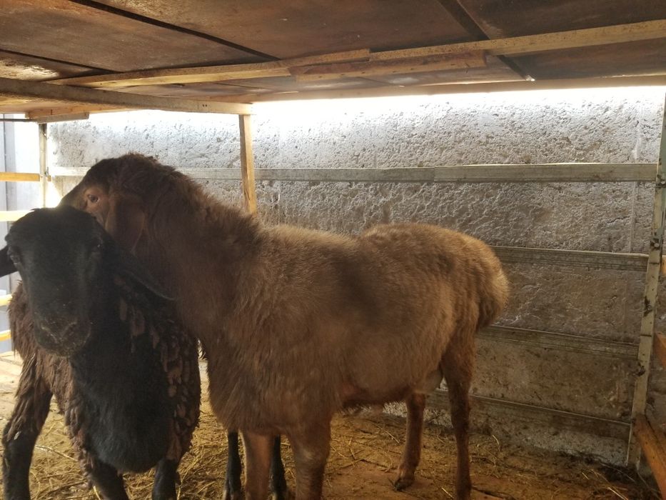 2ta barra 1ta shishak quchqor zotga zur sariq