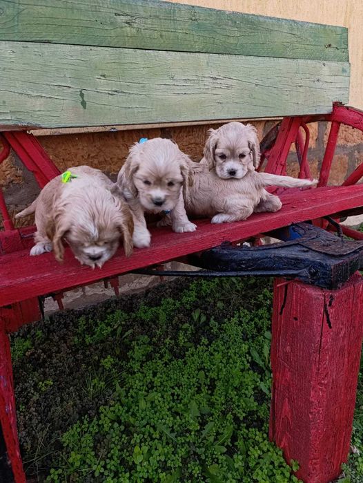 Американски кокер шпаноли