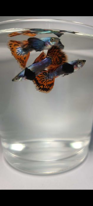 Гуппи Dambo Red Mosaic