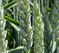Продаем семенную  Яровую  мягкую пшеницу  Краснодарская  – Безостая 10