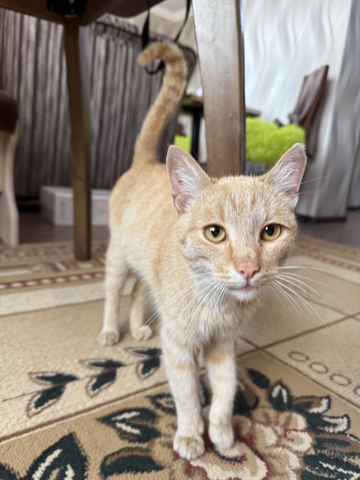 Котенок ищет семью. 7 месяцев