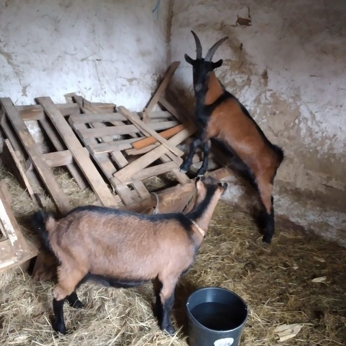 Vând 2 ieduțe și o capră