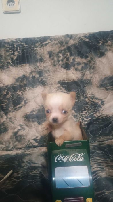 Свободно момче чихуахуа