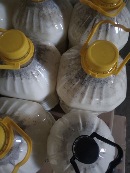 Саржалдың Қымызы свежии жуас  1400л көтерме бағасы 1300л