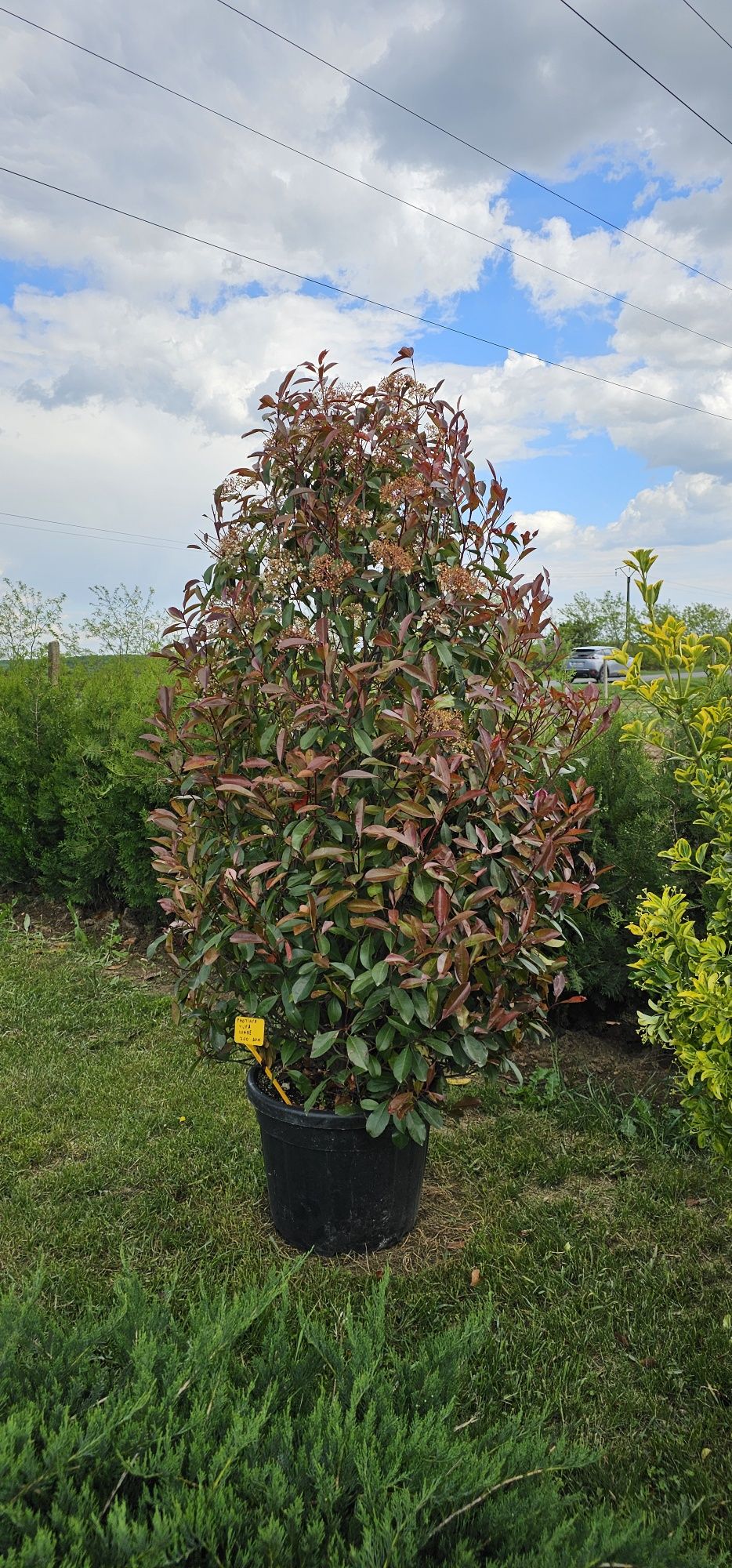 Photinia red robin- Photinia pe tija - Photinia spaliera