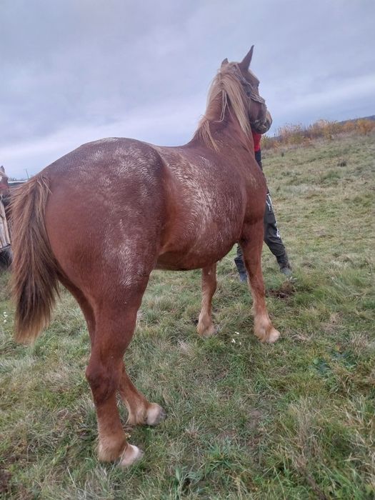 Cal castrat de vanzare