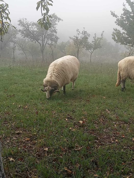 Vând berbec de 3 ani