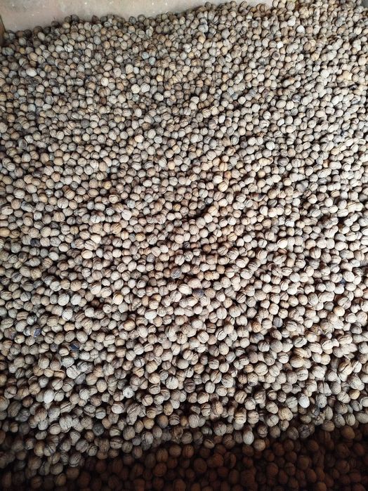 Vând nuci in coajă 2025