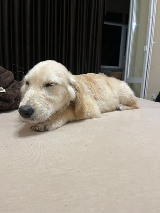 Куче Лабрадор на три месеца