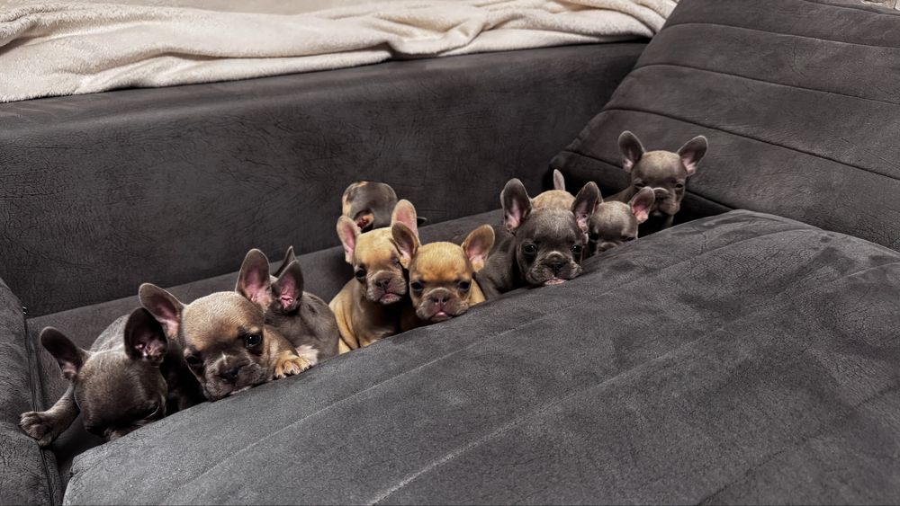 Френски булдог / Frenchie